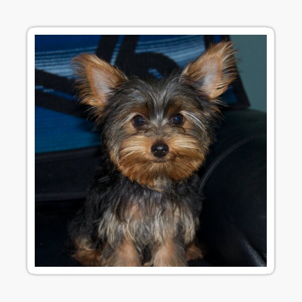 Yorkie Trouble Sticker