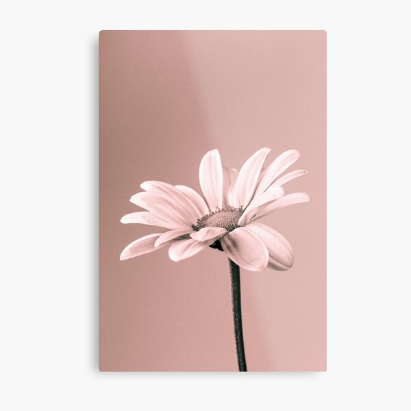 Chrysanthemum Monochrome Metal Print