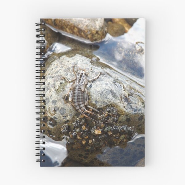 Item preview, Hatch designed and sold by Kathryn Shaw - Wildflies.