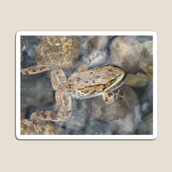 Item preview, Frog Legs designed and sold by Kathryn Shaw - Wildflies.