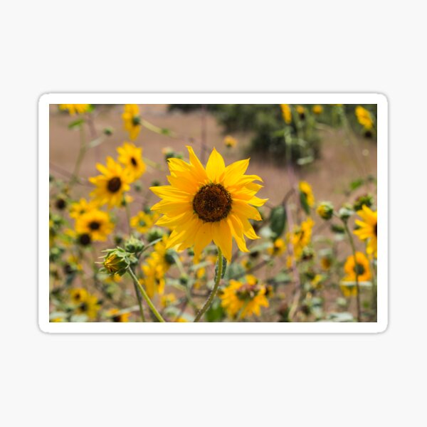 Sunflower Sticker