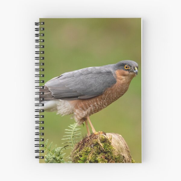 Item preview, Sparrowhawk designed and sold by Glenn Welch.