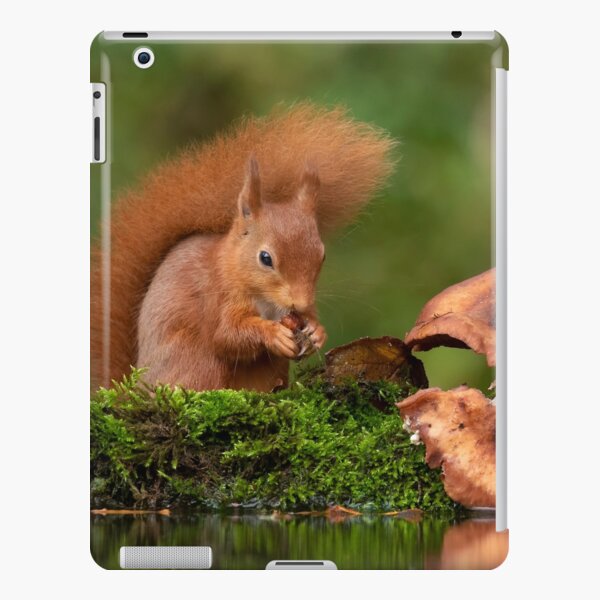 Red Squirrel and mushrooms iPad Snap Case