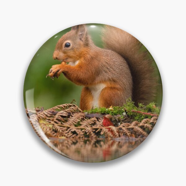 Item preview, Red Squirrel reflection designed and sold by Glenn Welch.