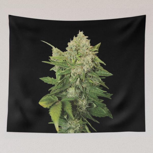 Item preview, Cannabis Bud real designed and sold by SiddharthaMoon.