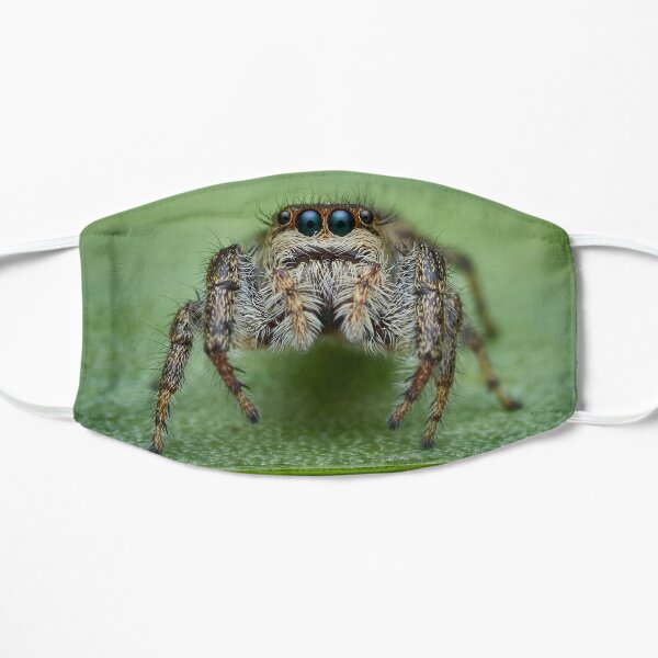 Jumping Spider Accessories for Sale