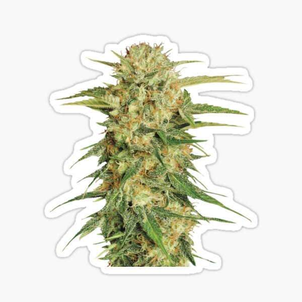 Item preview, Cannabis Bud Zoom designed and sold by SiddharthaMoon.