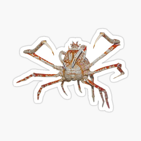 Japanese Spider Crab Sticker By Kaitlyn126 Redbubble