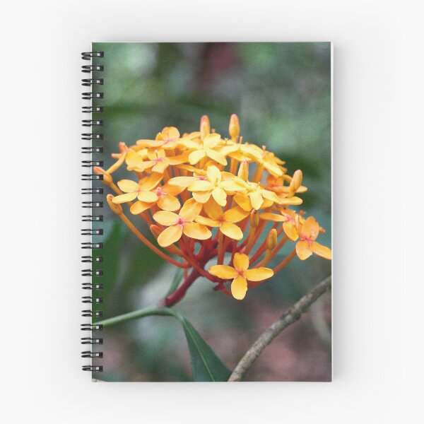 Item preview, "Ixora coccinea" designed and sold by Andreas Koerner.