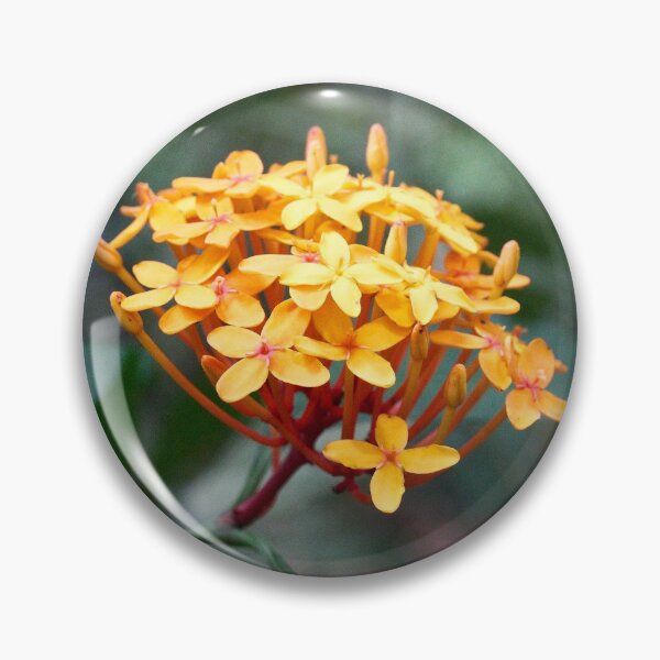 Item preview, "Ixora coccinea" designed and sold by Andreas Koerner.