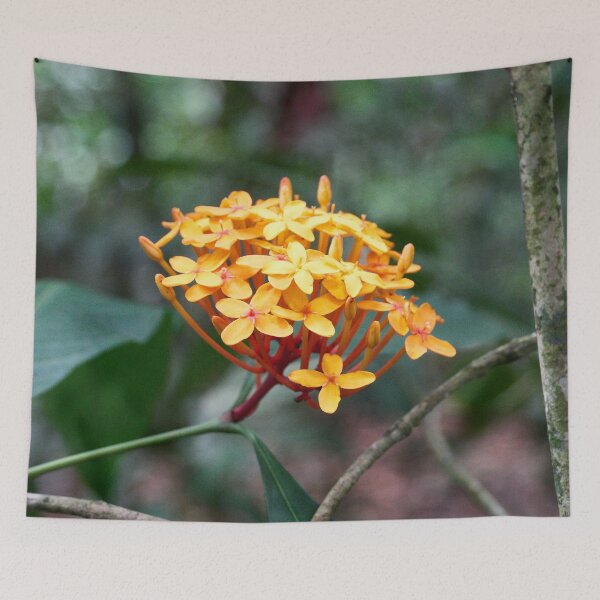 Item preview, "Ixora coccinea" designed and sold by Andreas Koerner.