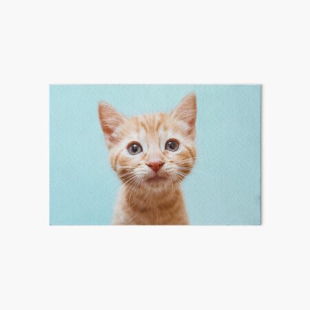 Ginger kitten Art Board Print