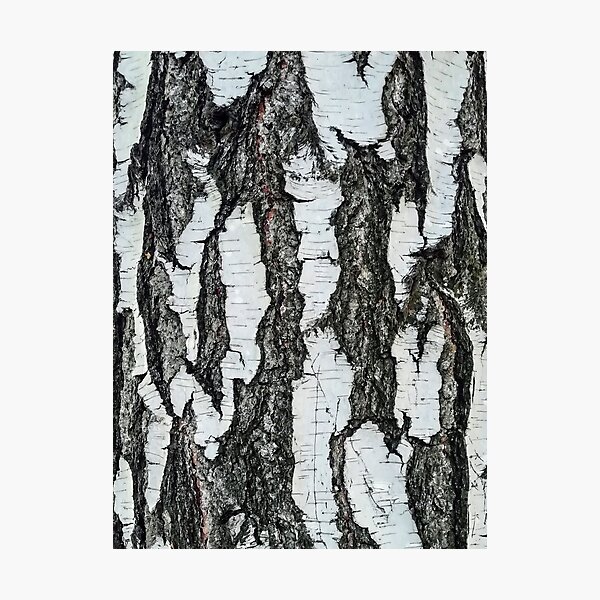 Birch Bark Art Print Photographic Print