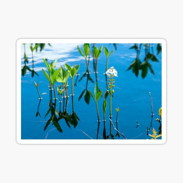 Lily Serenity Sticker