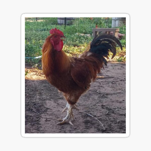 Ready Red Rooster (Doodle) Sticker