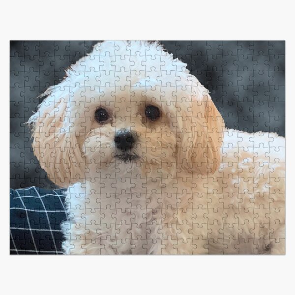 Bichon Frise Jigsaw Puzzle - 252 pcs Bichon Frise Jigsaw Puzzle - 252 pcs