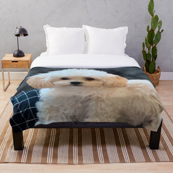 Maltipoo Love. Beautiful little dog with long silky white hair. Throw Blanket