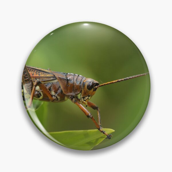 Item preview, 'Grasshopper' designed and sold by Gerard Chillcott.
