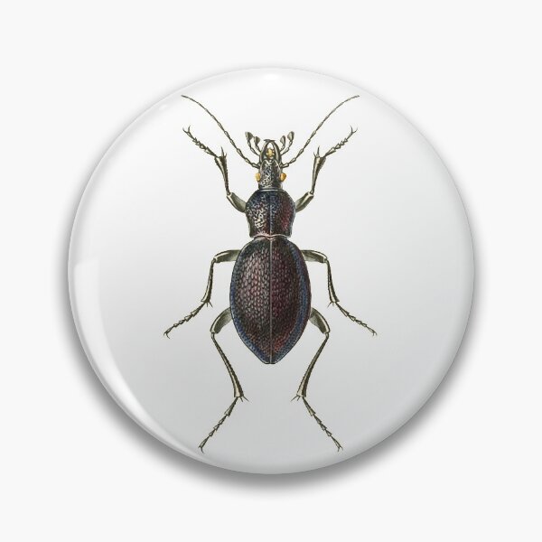 Item preview, Vintage Biological Print from Arcana entomologica; or illustrations of new, rare and interesting insects (1845) designed and sold by Douglas E. Welch Design and Photography.