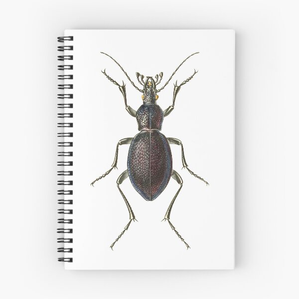 Item preview, Vintage Biological Print from Arcana entomologica; or illustrations of new, rare and interesting insects (1845) designed and sold by Douglas E. Welch Design and Photography.