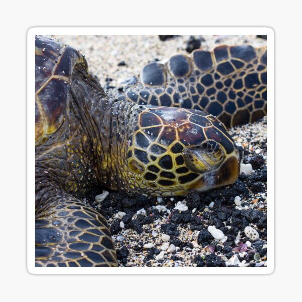 Sleeping Turtle Sticker