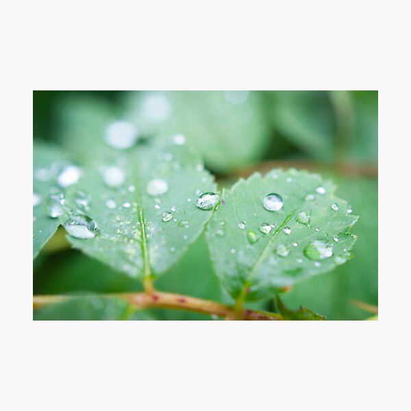 After the rainfall Photographic Print