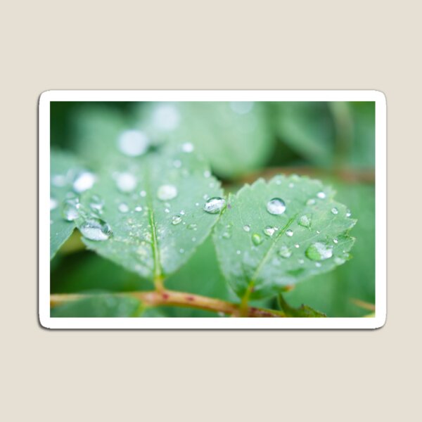 After the rainfall Magnet