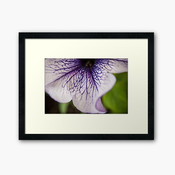 Bottom Purple-veined Petunia Petal Framed Art Print