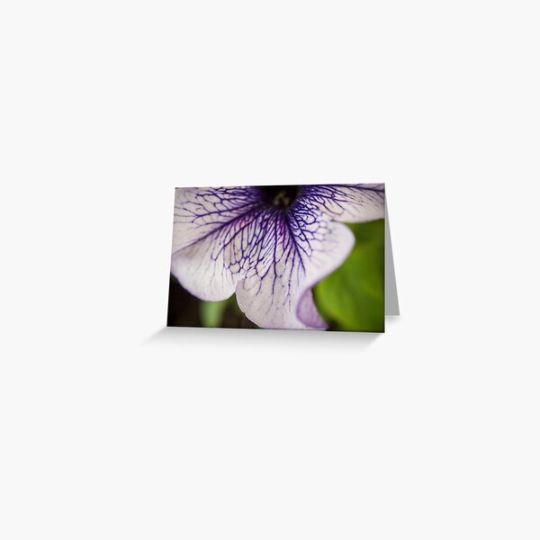 Bottom Purple-veined Petunia Petal Greeting Card