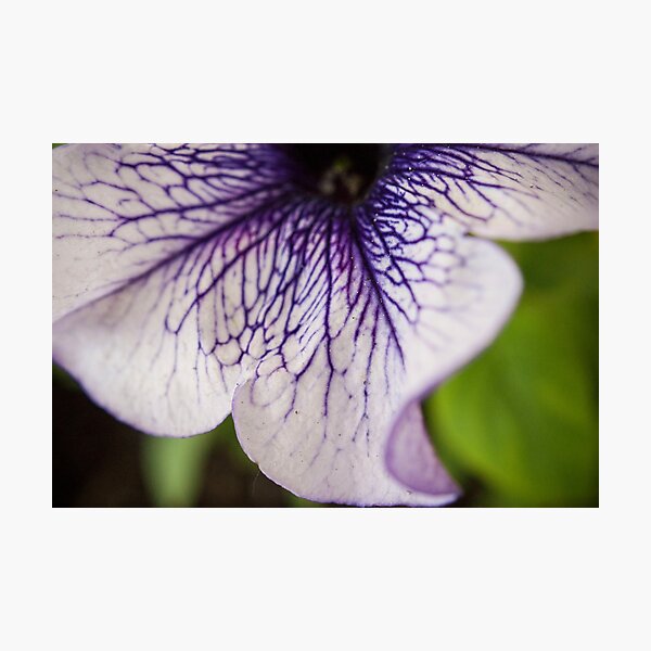 Bottom Purple-veined Petunia Petal Photographic Print