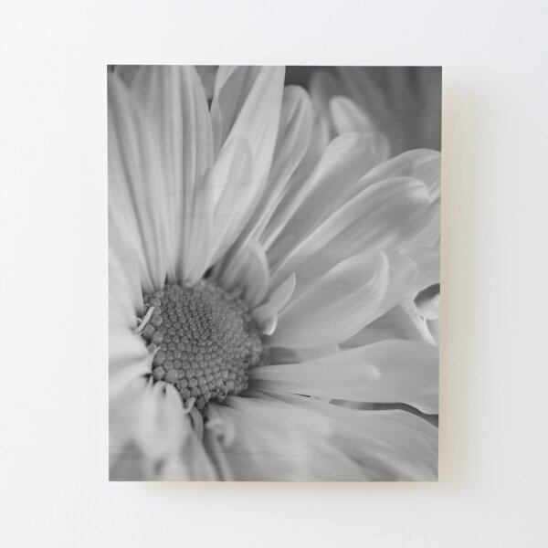 Black & White Daisies Wood Mounted Print