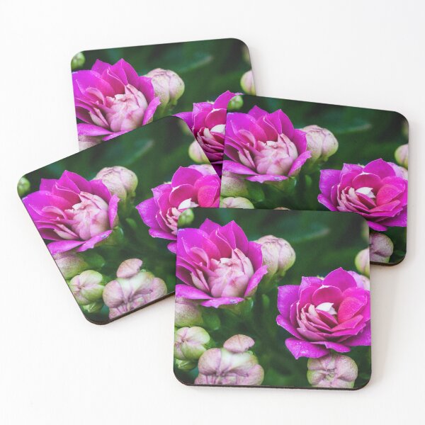Bright Pink Flowers Coasters (Set of 4)