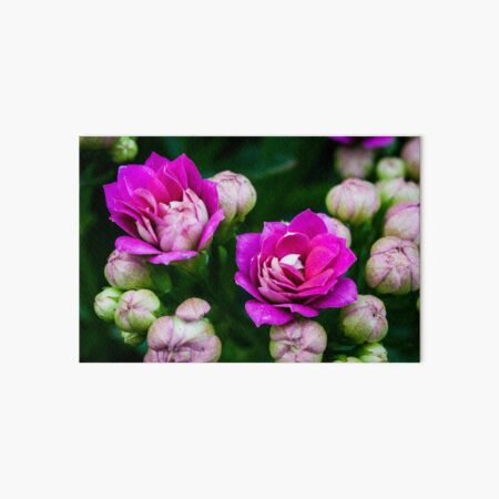 Bright Pink Flowers Art Board Print