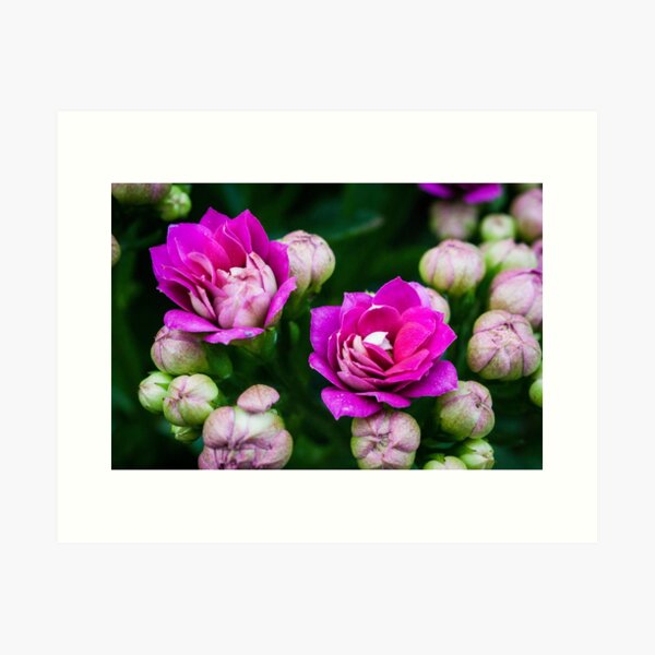 Bright Pink Flowers Art Print