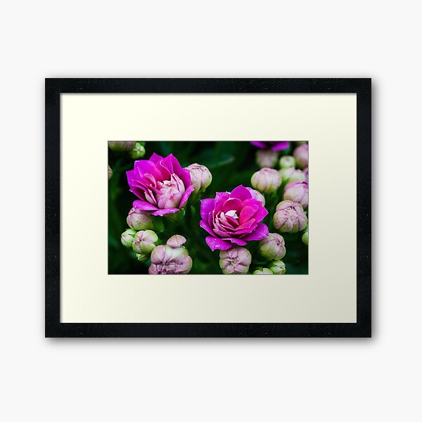 Bright Pink Flowers Framed Art Print