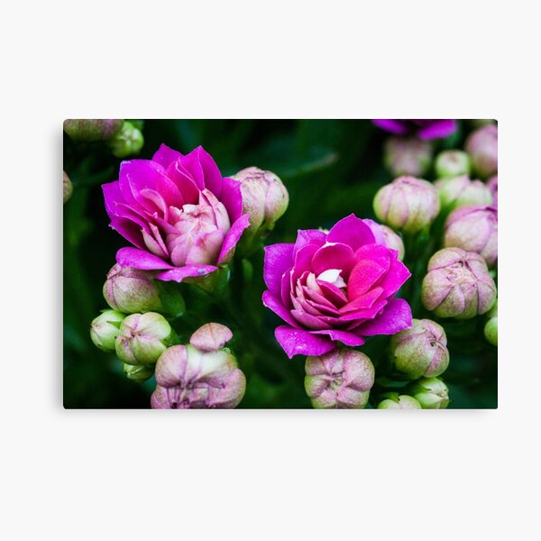 Bright Pink Flowers Canvas Print