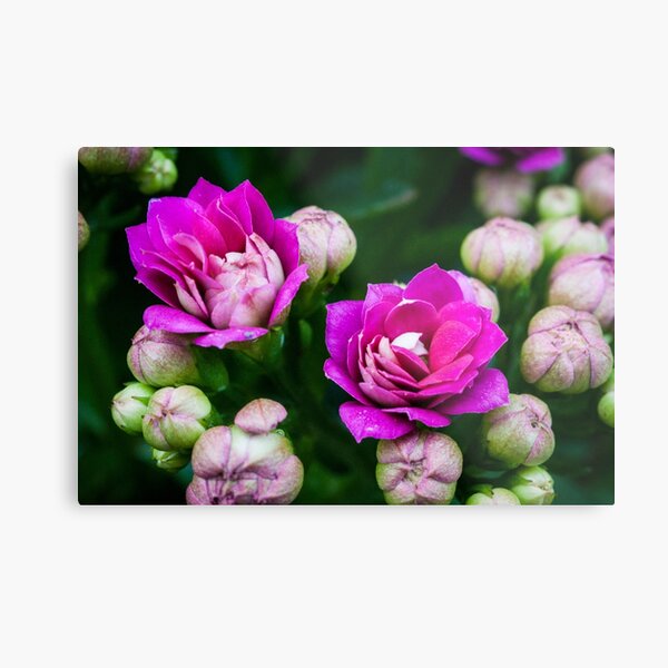 Bright Pink Flowers Metal Print