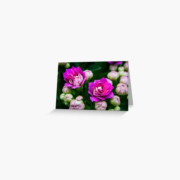 Bright Pink Flowers Greeting Card