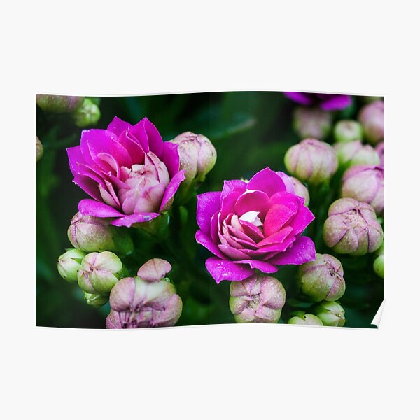Bright Pink Flowers Poster