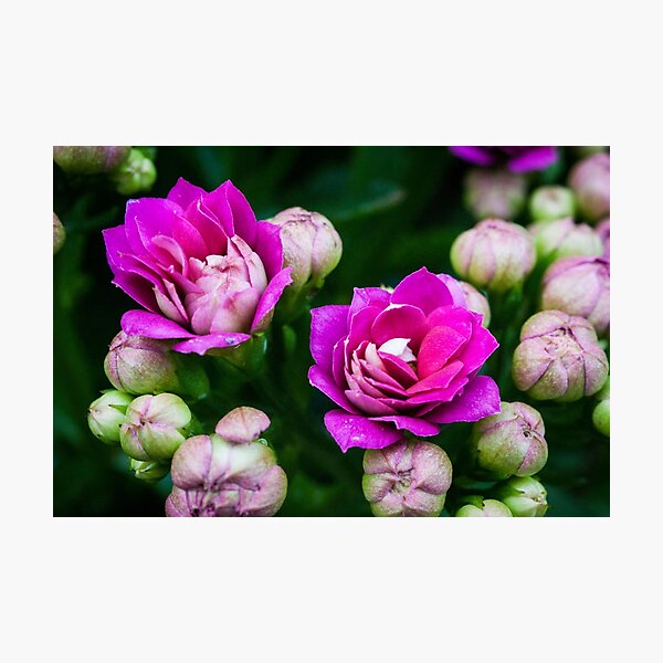 Bright Pink Flowers Photographic Print
