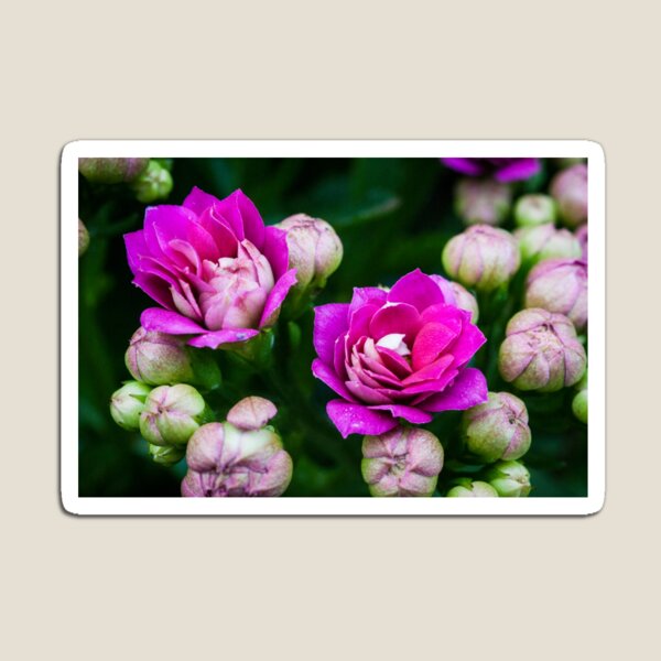 Bright Pink Flowers Magnet