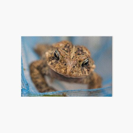 Frog's Close-Up Art Board Print