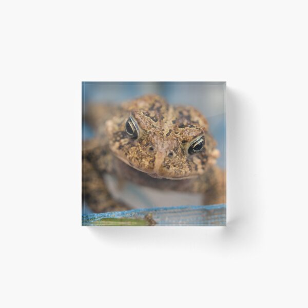 Frog's Close-Up Acrylic Block