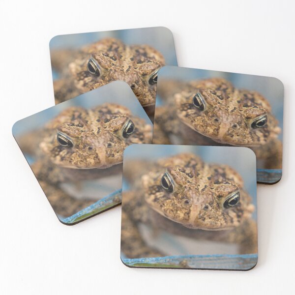Frog's Close-Up Coasters (Set of 4)