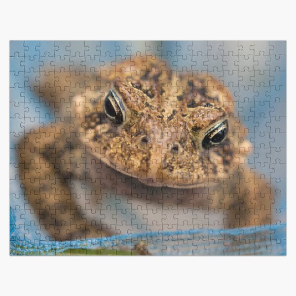 Frog's Close-Up Jigsaw Puzzle