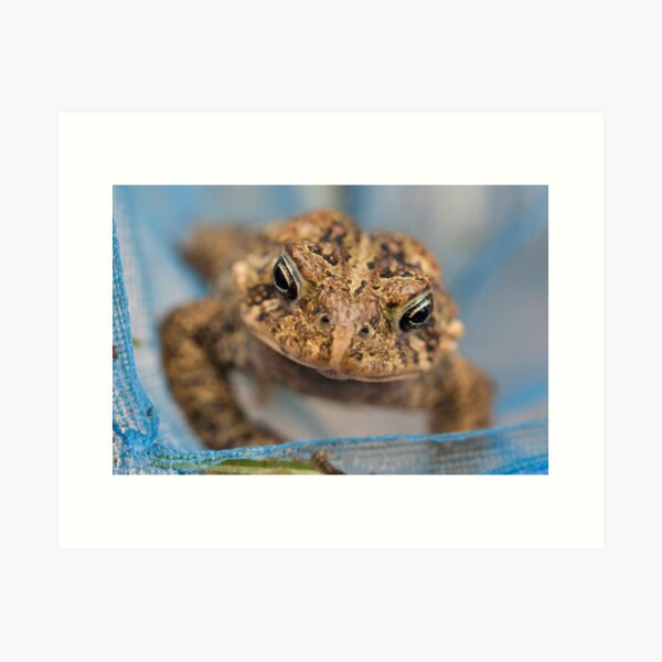 Frog's Close-Up Art Print