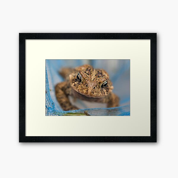 Frog's Close-Up Framed Art Print