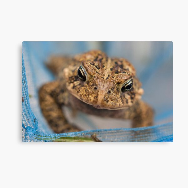 Frog's Close-Up Canvas Print