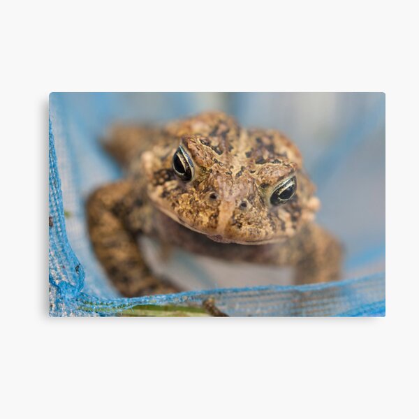 Frog's Close-Up Metal Print