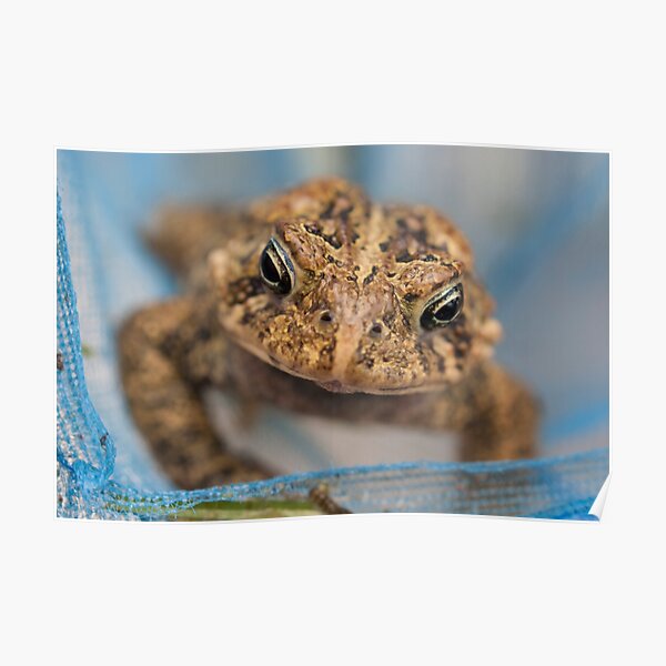 Frog's Close-Up Poster